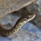 Red Coachwhip - Masticophis flagellum piceus 